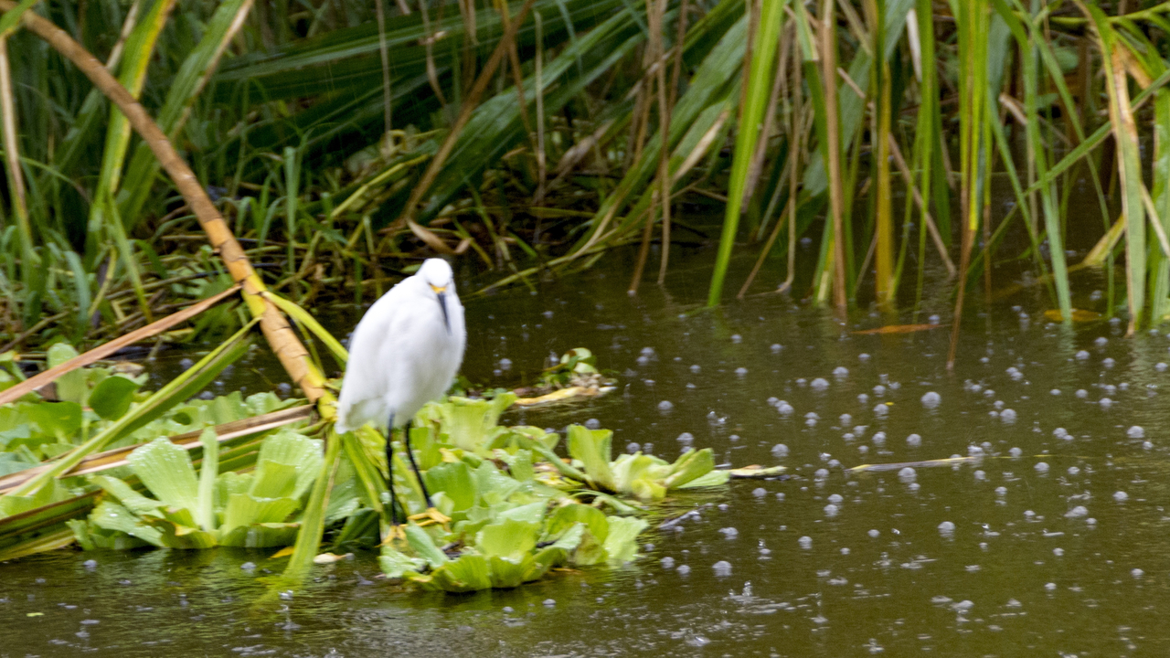 20171230 009   Tortuguero National Park, Puerto Limon, Limon, Costa Rica